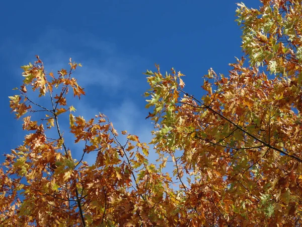 Platanus in autumn — Stockfoto