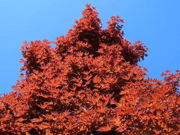 Naturally red maple — Stockfoto