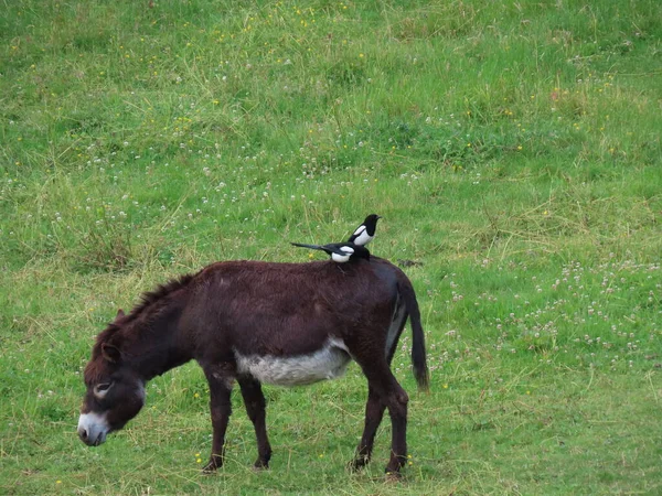 Urracas en burro negro — Foto de Stock