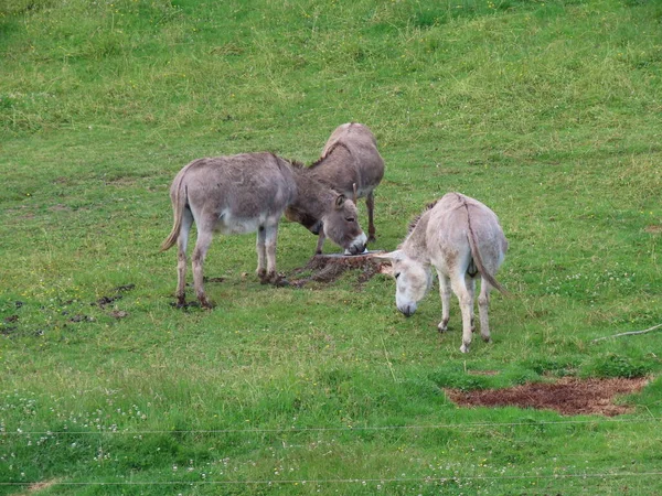 Donkeys in green pasture — Stock Photo, Image