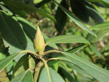 Rododendron tomurcuğu açılmak üzere
