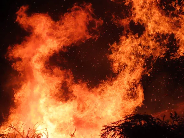 Bonfire with fir trees — Stock Photo, Image