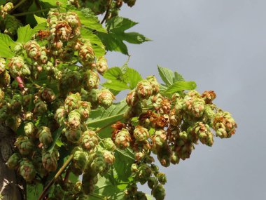 Zıpla karanlık gökyüzü