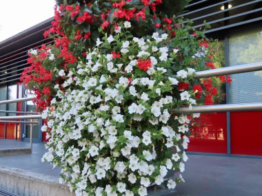 Beyaz ve kırmızı petunyalar