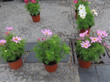 Pembe bahçe kozmosu kaldırım taşlarının üzerinde