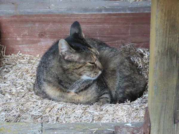 Tabby cat sleeping — Stock Photo, Image