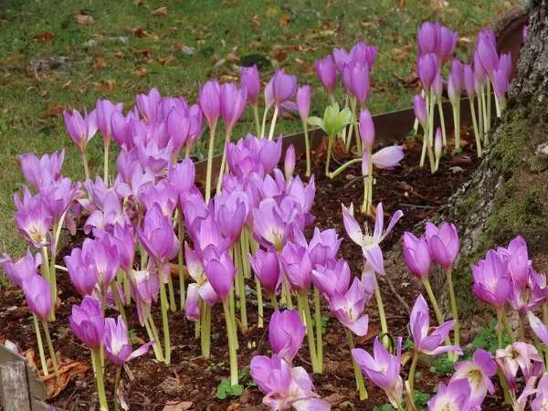 Crocus d'automne violet — Photo