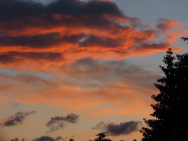 Firavun ağacı siluetleri 