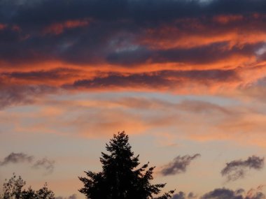 Firavun ağacı siluetleri 