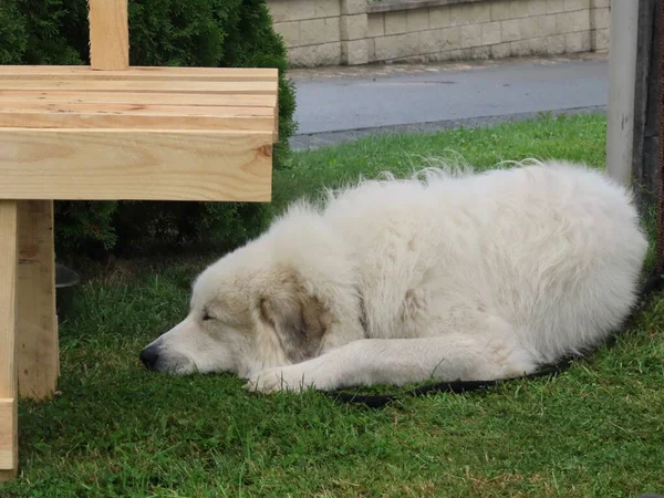 Pyrenäen-Sennenhund — Stockfoto