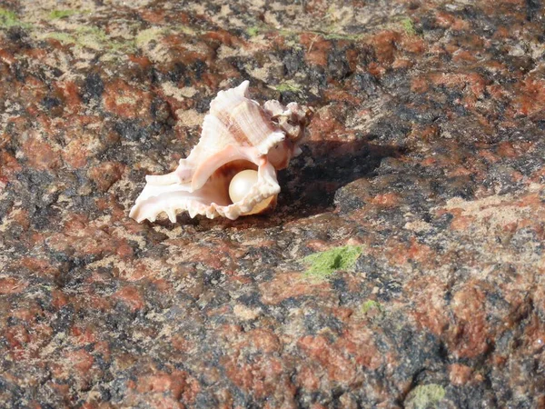 İnci kabuklu deniz kabuğu — Stok fotoğraf