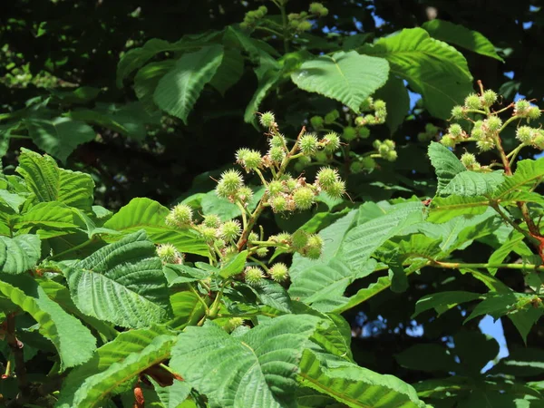 Young horse chestnut shells — Stock Photo, Image