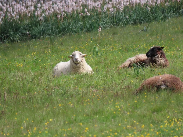 Sheep resting by asphodels — Stock Photo, Image