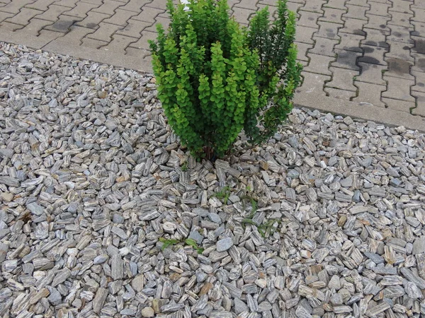 Çizgili gneiss kaya çakıl taşları