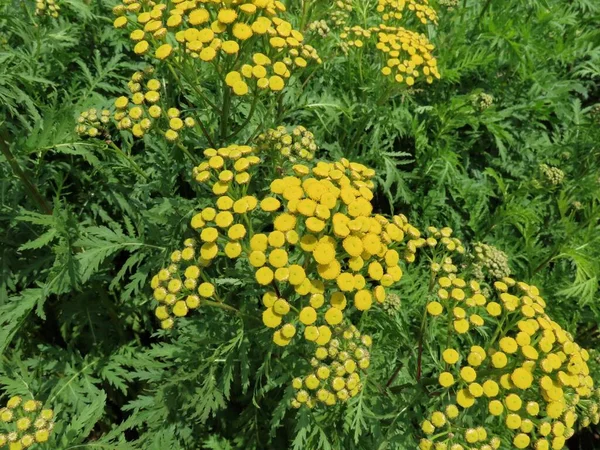 Κίτρινα λουλούδια tansy — Φωτογραφία Αρχείου