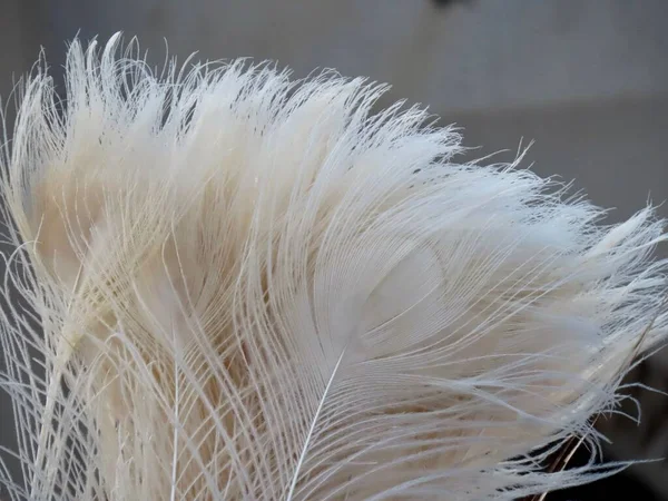 White peacock feathers — Stock Photo, Image