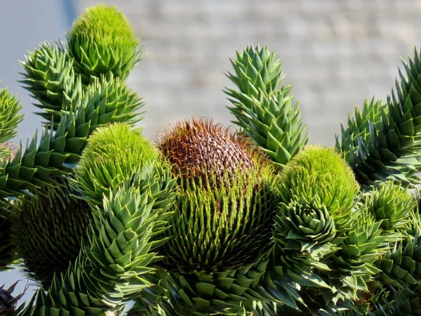 Araucaria konileri yaklaşıyor. — Stok fotoğraf