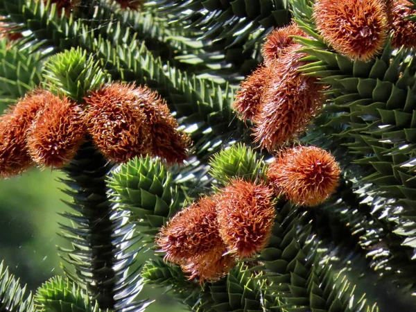 Szyszki Araucaria męskie — Zdjęcie stockowe