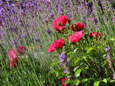 Kırmızı güller ve lavanta