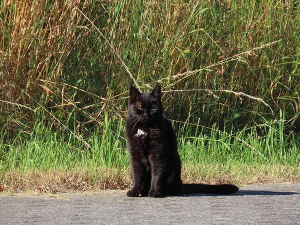 Black cat on street — Stock Photo, Image