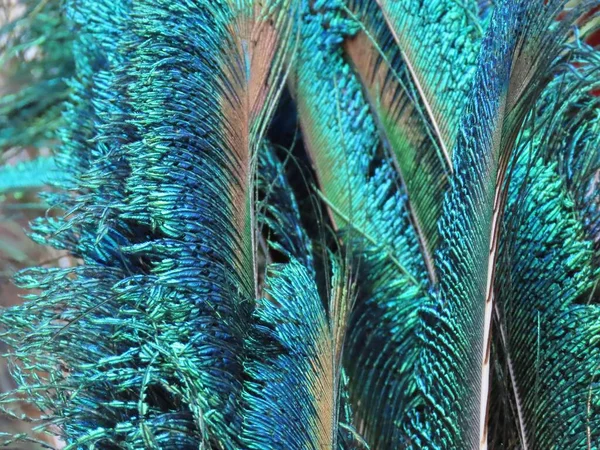 Small peacock feathers — Stock Photo, Image
