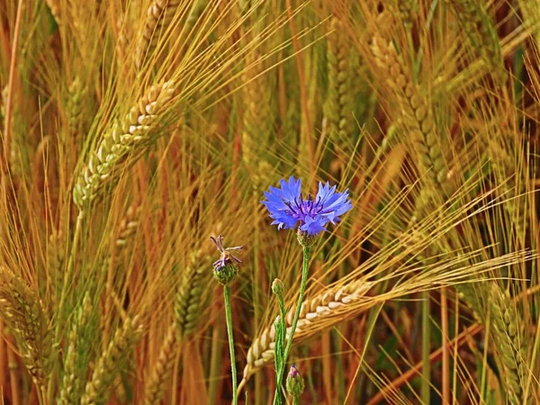 밀 과 옥수수 꽃 — 스톡 사진