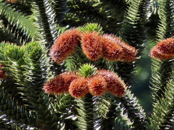 Szyszki Araucaria męskie — Zdjęcie stockowe