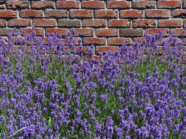 Lavender and brick wall — Stock Photo, Image