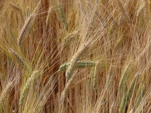 Hojas de trigo dorado — Foto de Stock