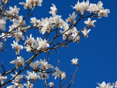 Beyaz manolya çiçekleri