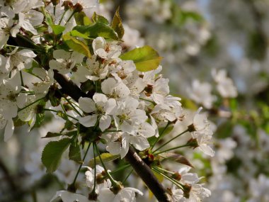 Beyaz kiraz çiçekleri