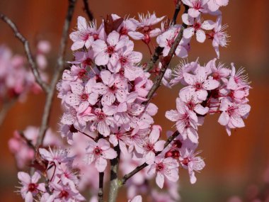 Pembe erik çiçekleri