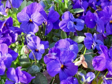 Leylak renkli hanım evlatları