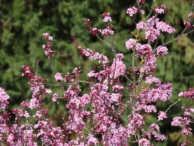 Pembe erik çiçekleri