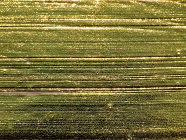 Bir kitabın yaldızlı kenarı