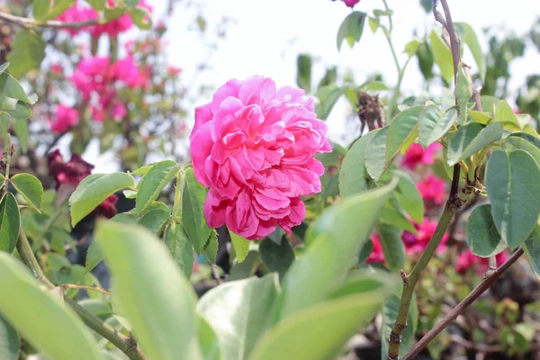 beautiful pink flower background in the garden