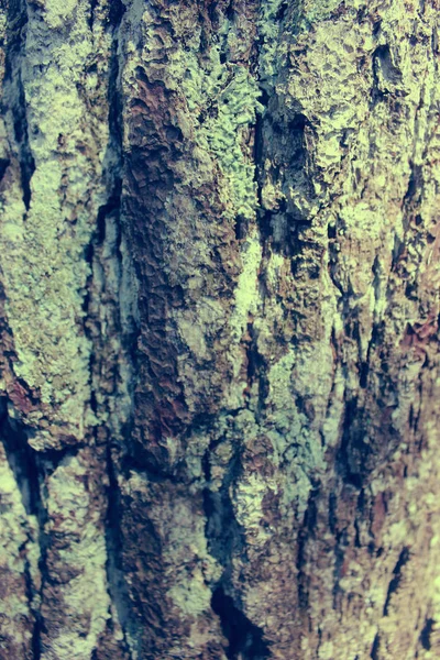 Vintage Dřevo Textury Pozadí — Stock fotografie