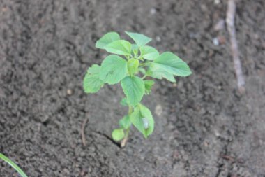 Pangandaran sahilinde genç bir bitki.