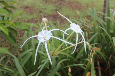 Bahçedeki beyaz tropikal çiçekler