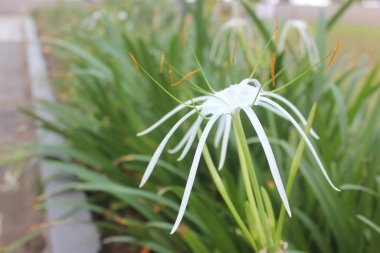 Bulanık yapraklar üzerinde beyaz çiçek