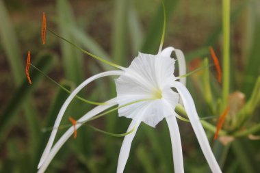 Bahçedeki beyaz tropikal çiçeğe yaklaş