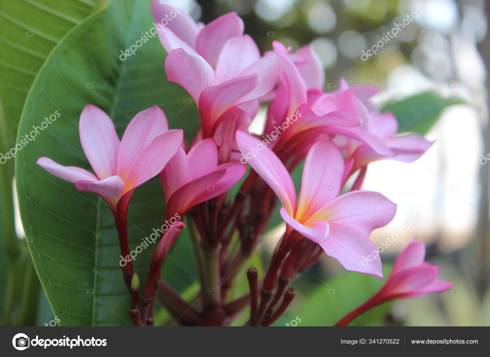 Flor Tropical Rosa Branca fotos, imagens de © ginanperdana #341270522