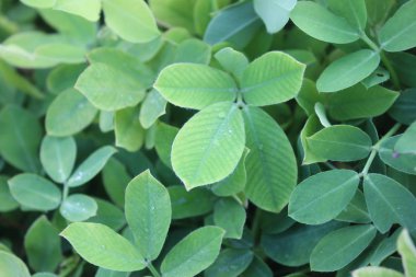 yeşil yaprakların arkaplanı