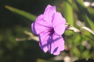 Bahçedeki mor çiçek