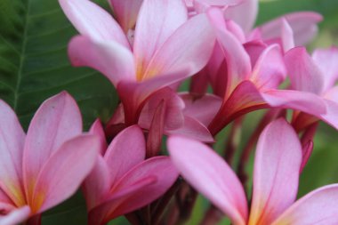 Pangandaran sahilinde pembe ve beyaz tropikal çiçek, Batı Java