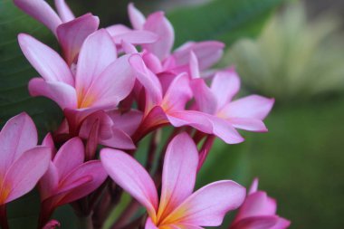 Pangandaran sahilinde pembe ve beyaz tropikal çiçekler