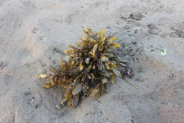 Close Seaweed Beach — стоковое фото