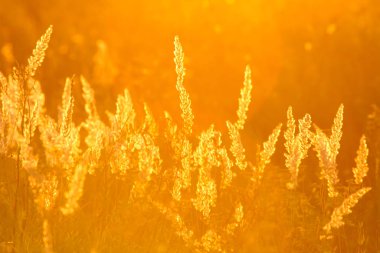 Yazın renkli doğa tarlaları