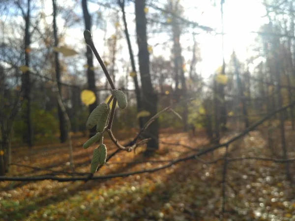 阳光下的桦树枝条 — 图库照片