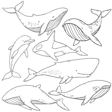 pattern with sea life collection of whales clipart